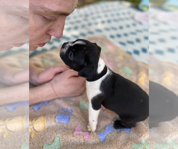 Medium Photo #1 Boston Terrier Puppy For Sale in EATONVILLE, WA, USA