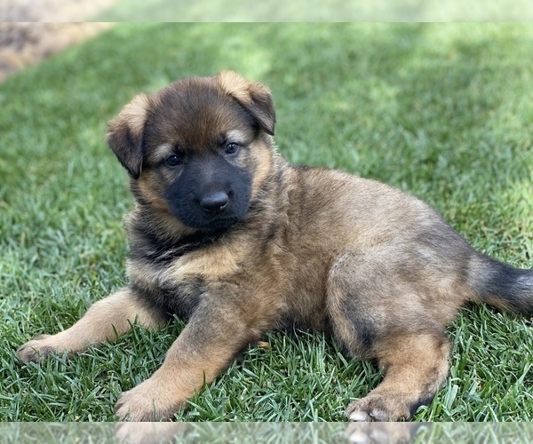 Medium Photo #4 German Shepherd Dog Puppy For Sale in OJAI, CA, USA