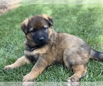 Small Photo #4 German Shepherd Dog Puppy For Sale in OJAI, CA, USA