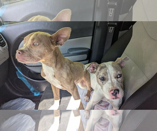 Medium Photo #2 American Pit Bull Terrier-Unknown Mix Puppy For Sale in Germantown, OH, USA