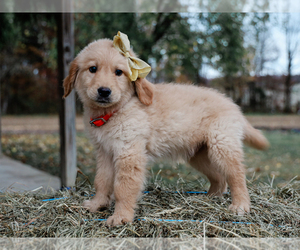 Golden Retriever Puppy for sale in LIBERTY, KY, USA
