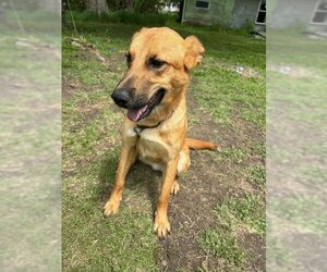 Carolina Dog-Unknown Mix Dogs for adoption in Beatrice, NE, USA