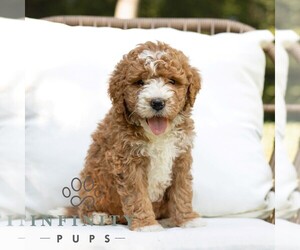 Bernedoodle (Miniature) Puppy for sale in NARVON, PA, USA