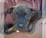 Small #5 American Staffordshire Terrier-Boxer Mix