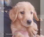 Small Photo #12 Golden Retriever Puppy For Sale in BATH, NY, USA