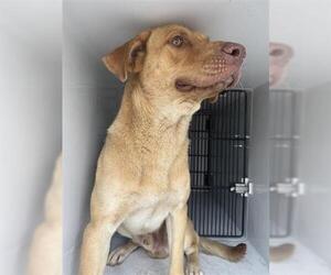 Labrador Retriever-Unknown Mix Dogs for adoption in Houston, TX, USA