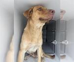 Small Labrador Retriever Mix
