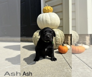Labrador Retriever Dog for Adoption in FREDERICKSBG, Ohio USA