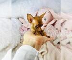 Small #11 Chihuahua