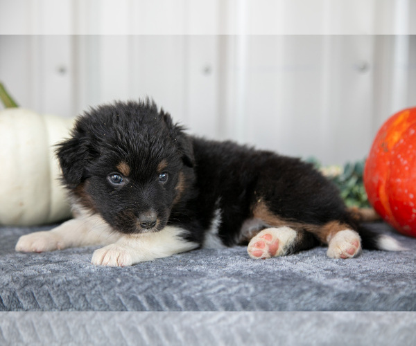 Medium Photo #3 Australian Shepherd Puppy For Sale in CAMDEN, MI, USA