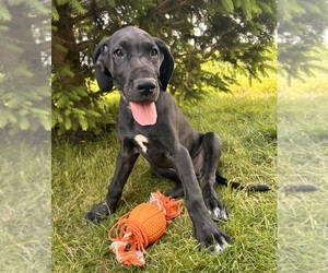 Great Dane Puppy for sale in MIDDLEBURY, IN, USA
