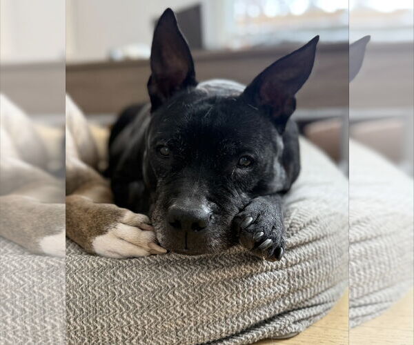 Medium Photo #2 Labrador Retriever-Unknown Mix Puppy For Sale in Princeton, MN, USA