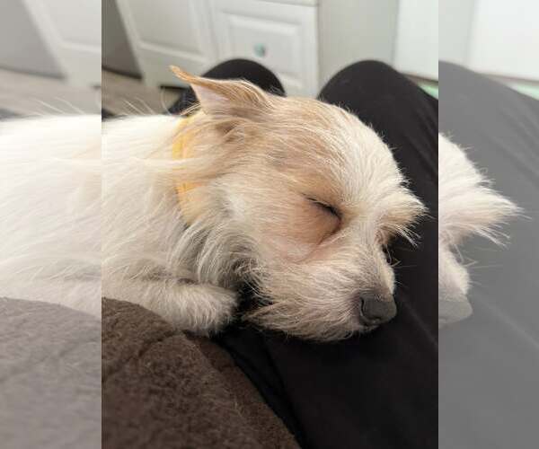 Medium Photo #4 Mutt Puppy For Sale in Sequim, WA, USA