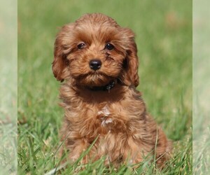 Cavapoo Puppy for sale in AUGUSTA, WV, USA