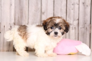 Havashu Puppy for sale in MOUNT VERNON, OH, USA