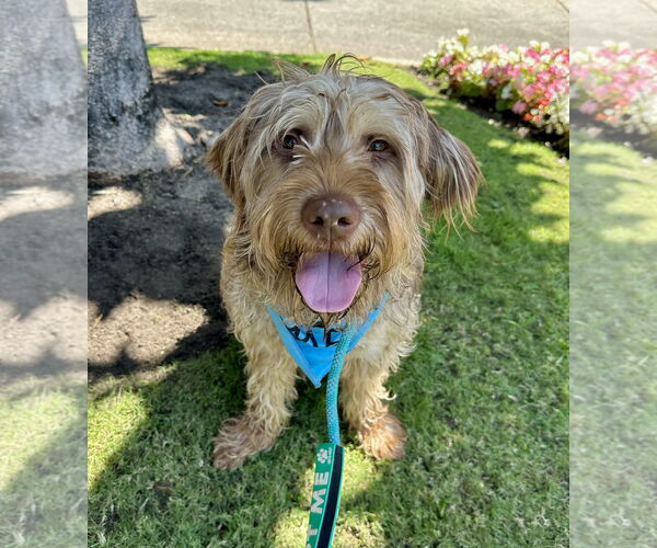 Medium Photo #2 Wirehaired lab Puppy For Sale in Newport Beach, CA, USA