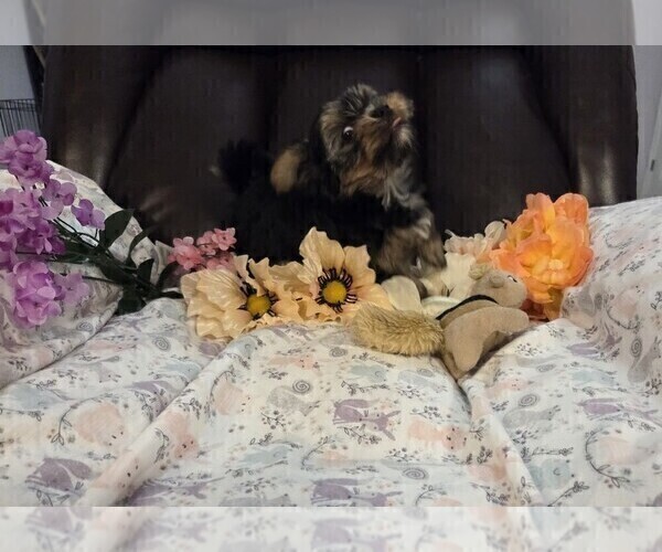 Medium Photo #33 Yorkshire Terrier Puppy For Sale in RHOADESVILLE, VA, USA