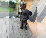Small Great Dane