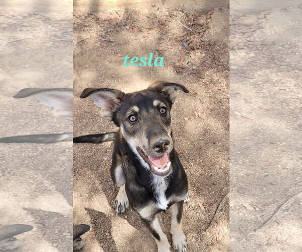 Medium Photo #4 Siberian Husky-Unknown Mix Puppy For Sale in Cedar Crest, NM, USA