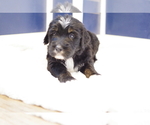 Small Photo #2 Bernedoodle Puppy For Sale in GREAT FALLS, MT, USA