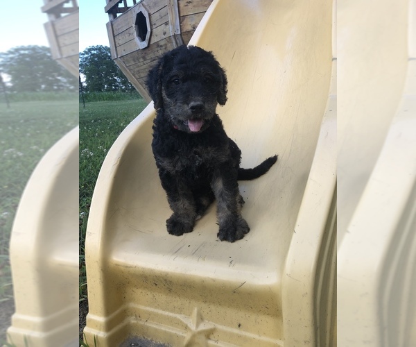 Medium Photo #1 Airedoodle Puppy For Sale in LEOMA, TN, USA