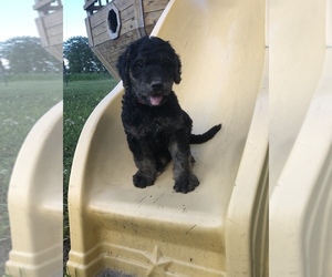 Airedoodle Puppy for sale in LEOMA, TN, USA