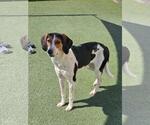 Small Photo #3 Mutt Puppy For Sale in Rockwall, TX, USA