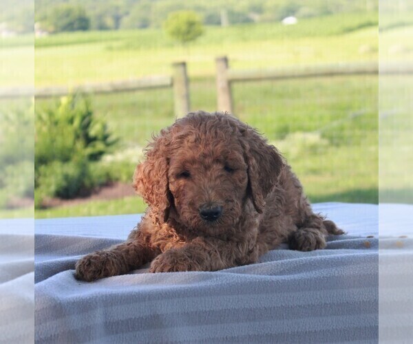 Medium Photo #4 Goldendoodle-Poodle (Standard) Mix Puppy For Sale in HONEY BROOK, PA, USA