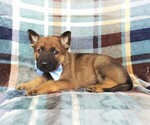 Small Photo #5 Malinois Puppy For Sale in LANCASTER, PA, USA