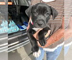 Small #2 Labrador Retriever-Pembroke Welsh Corgi Mix