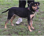 Small #1 Mutt