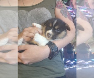 Pembroke Welsh Corgi-Pomsky Mix Puppy for sale in WINDSOR, CO, USA