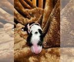 Small Photo #110 Sheepadoodle Puppy For Sale in LEHI, UT, USA