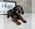 Small #5 Dachshund