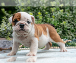 Puppy Rufus English Bulldog