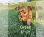 Small Photo #2 Morkie Puppy For Sale in TACOMA, WA, USA