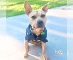 Small #1 Mutt
