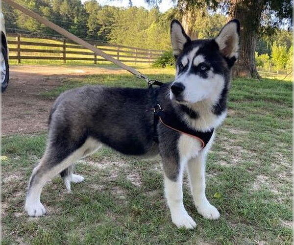 Medium Photo #3 Huskies -Unknown Mix Puppy For Sale in Sheboygan, WI, USA