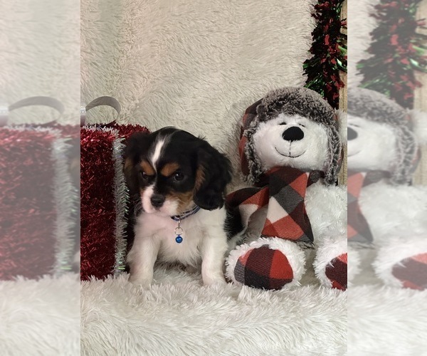 Medium Photo #9 Cavalier King Charles Spaniel Puppy For Sale in GREENVILLE, MO, USA