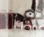 Small #8 Cavalier King Charles Spaniel