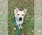 Small #1 Mutt