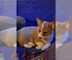Puppy Dancer Pembroke Welsh Corgi