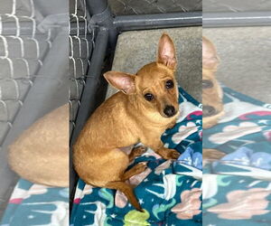 Chihuahua Dogs for adoption in Coralville, IA, USA