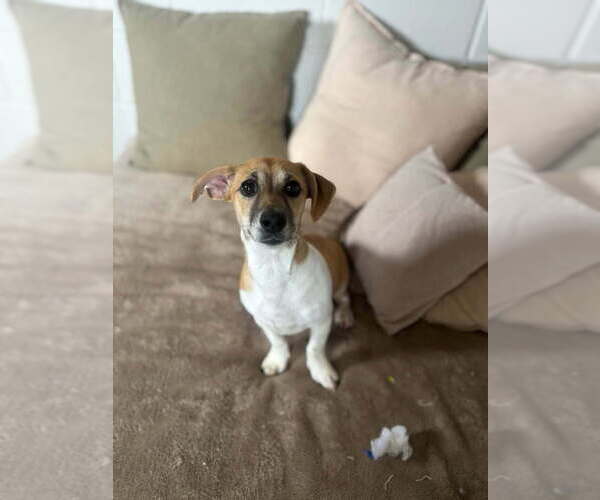 Medium Photo #4 Mutt Puppy For Sale in San Leon, TX, USA