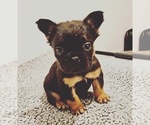 Small Photo #6 French Bulldog Puppy For Sale in CENTRALIA, IL, USA