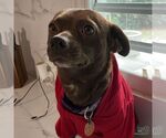 Small #1 Chiweenie