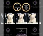 Puppy 4 French Bulldog