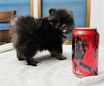 Small #1 Pomeranian