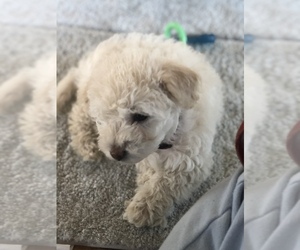 Shih Tzu-ShihPoo Mix Puppy for sale in LOVELAND, CO, USA