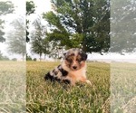 Small Photo #6 Australian Shepherd Puppy For Sale in LEBANON, IN, USA